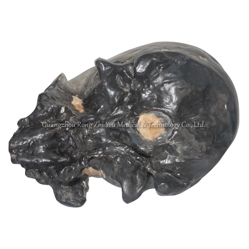 Life Size Skull Model