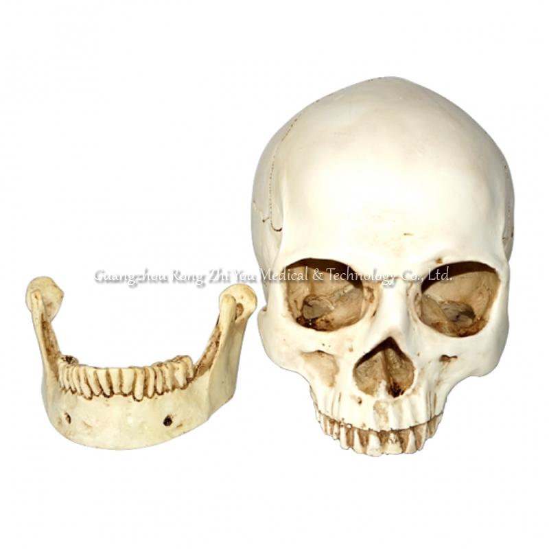  Life-size Skull Model