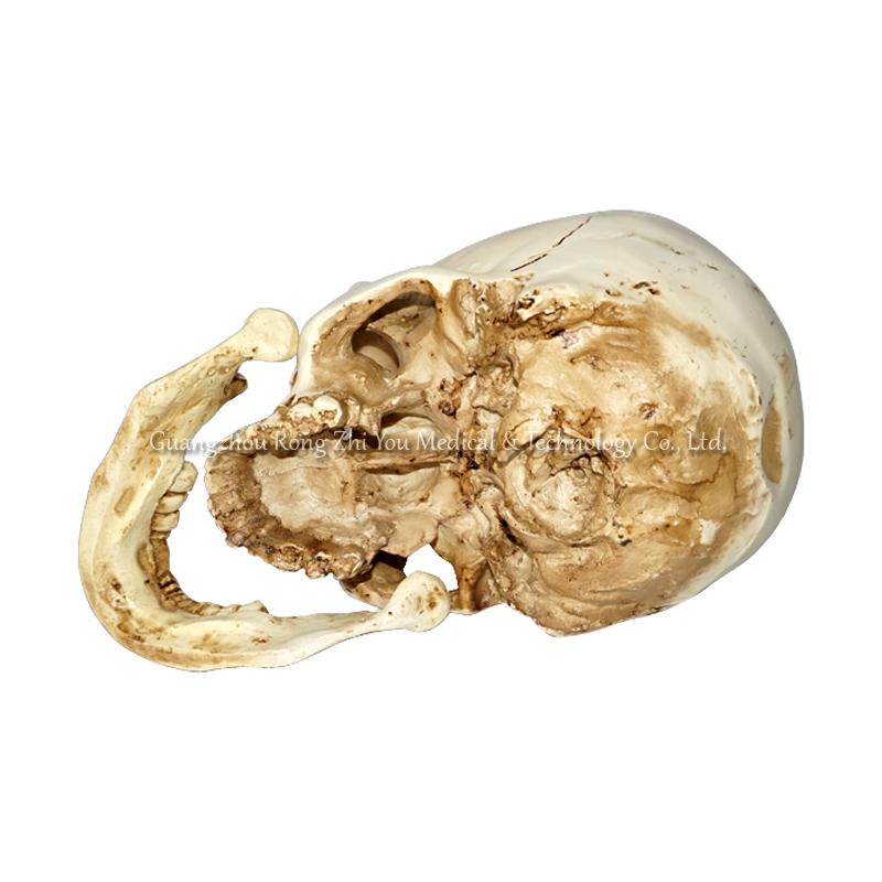  Life-size Skull Model