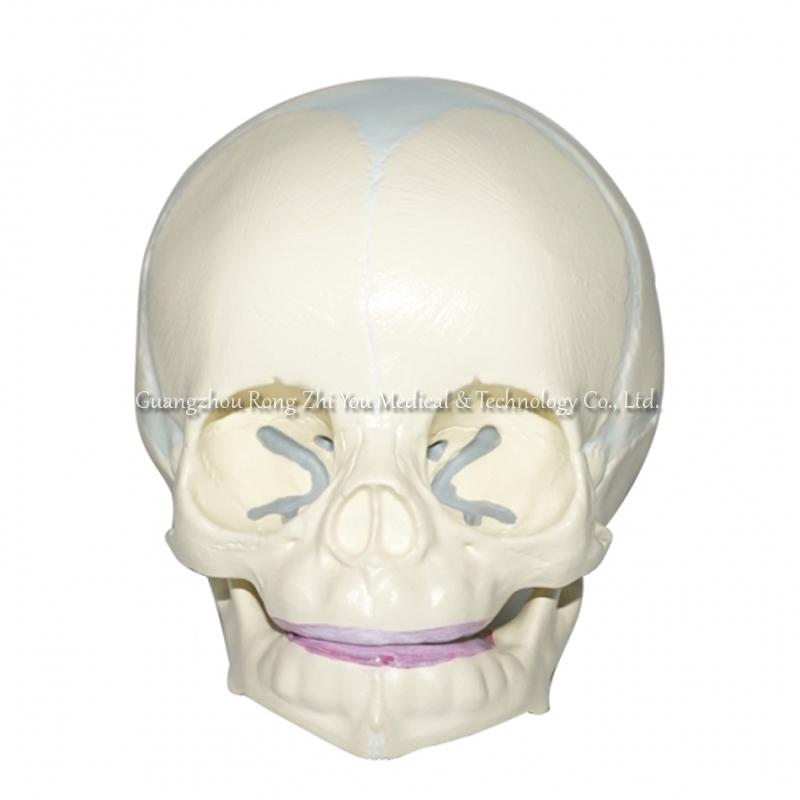 30 weeks Fetal Skull model, life size. 