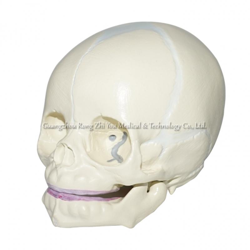 Skull Anatomical Model