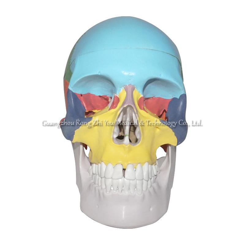 Colored Human Skull Model 