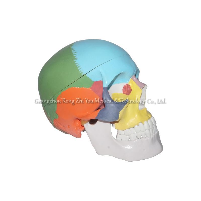 Colored Human Skull Model