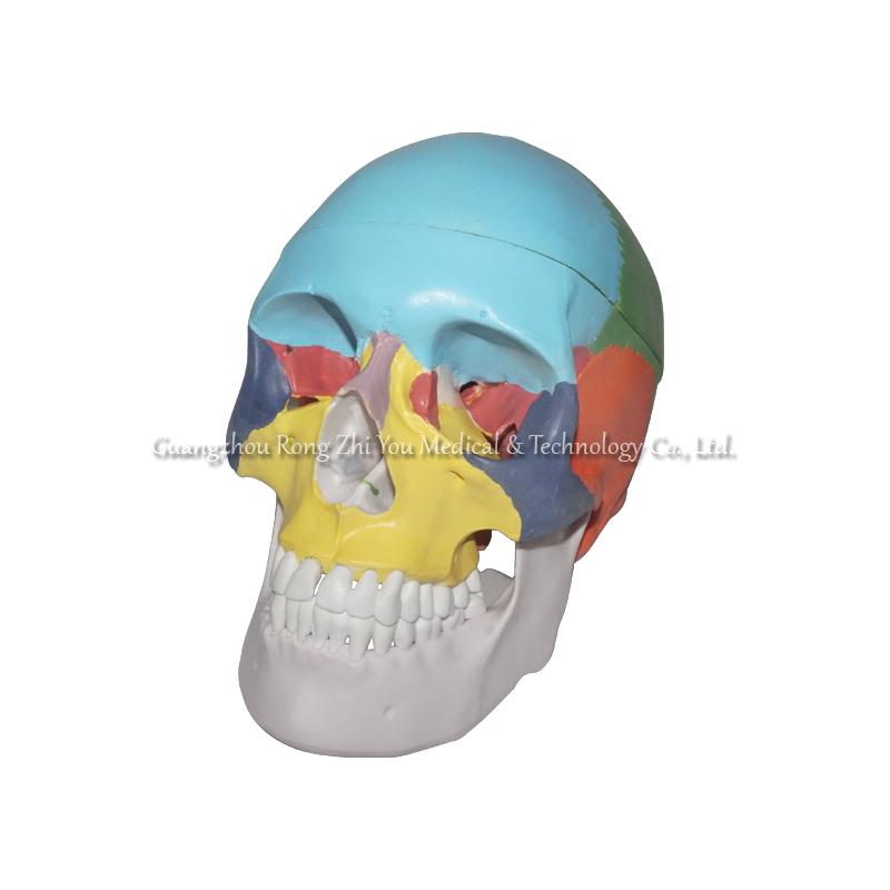 Colored Human Skull Model