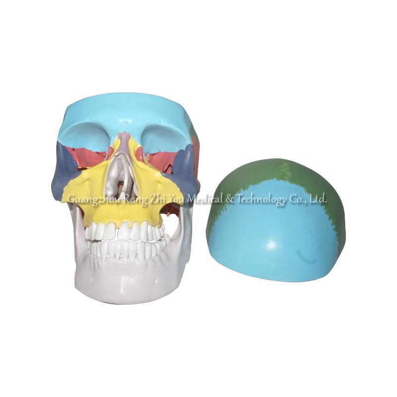 Colored Human Skull Model