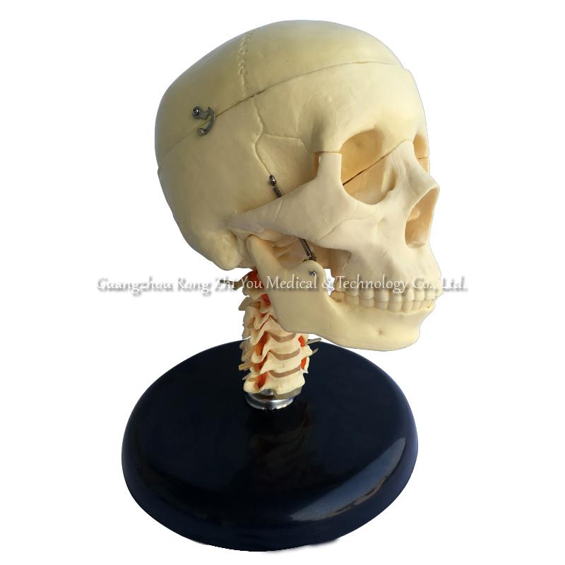 Skull Model With Cervical Spine