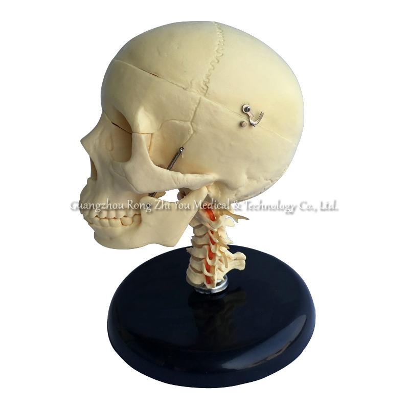 Skull Model With Cervical Spine