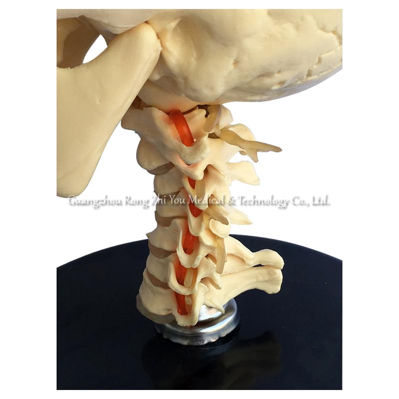 Skull Model With Cervical Spine