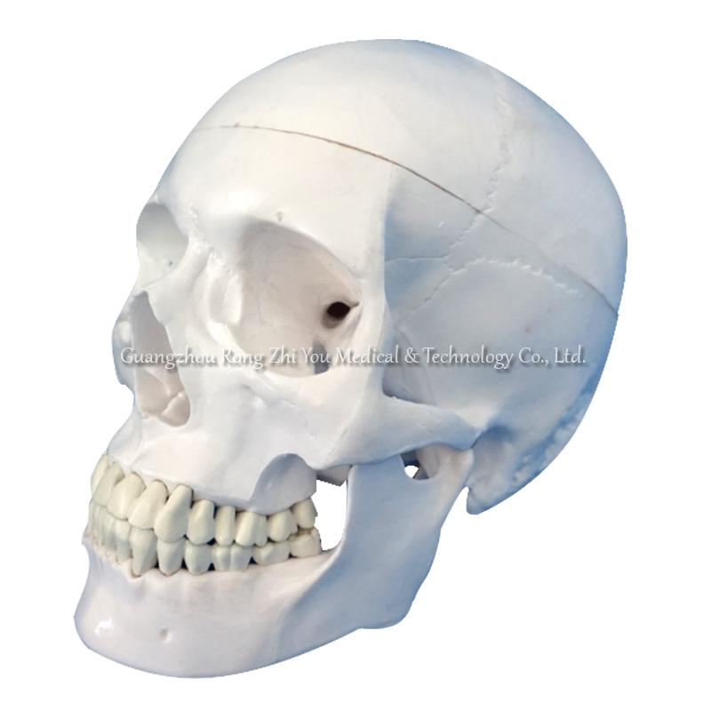 Medical Skeleton Skull Model