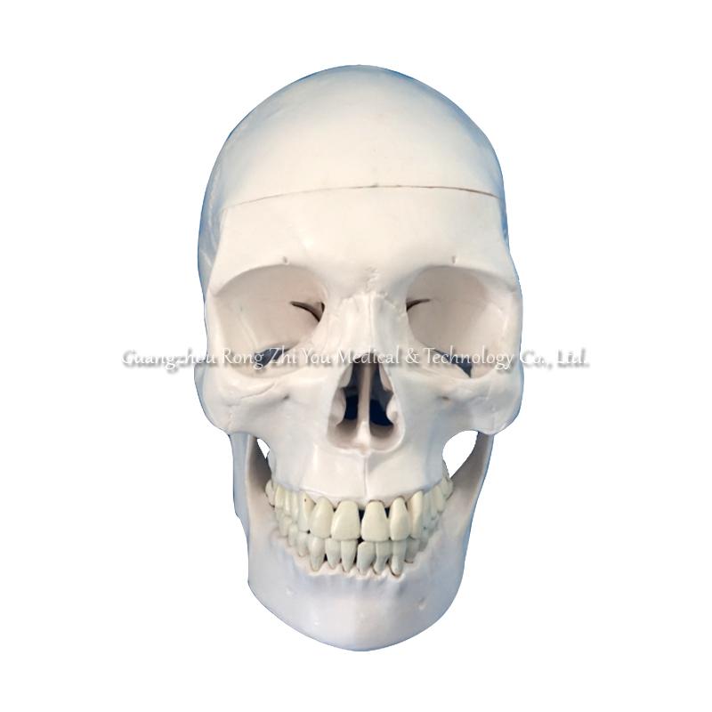 Medical Skeleton Skull Model
