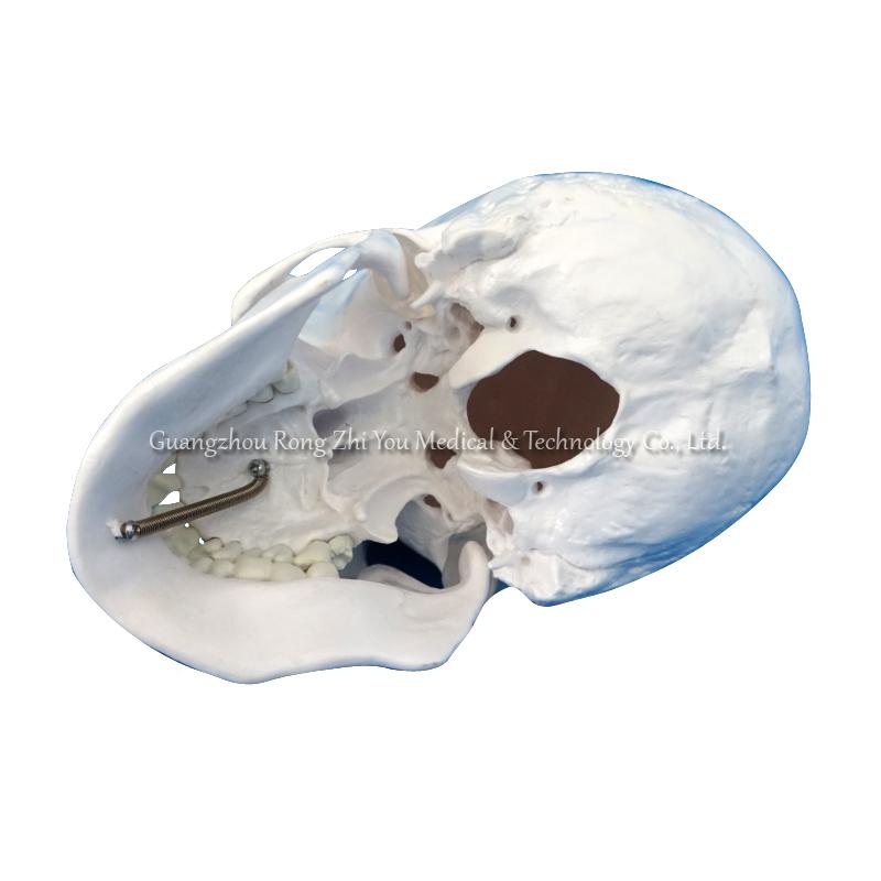 Medical Skeleton Skull Model