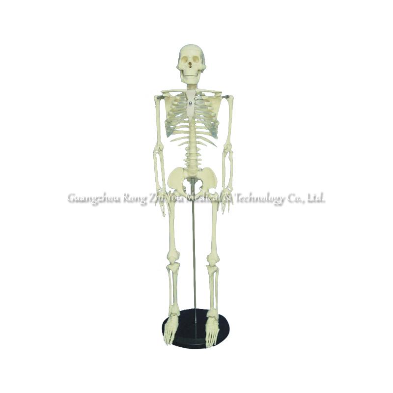 85cm Anatomical Human Skeleton Model