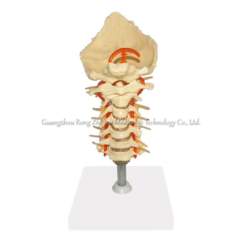 Cervical Spinal Column Model