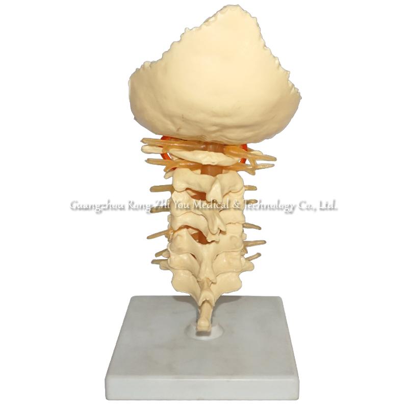 Cervical Spinal Column Model