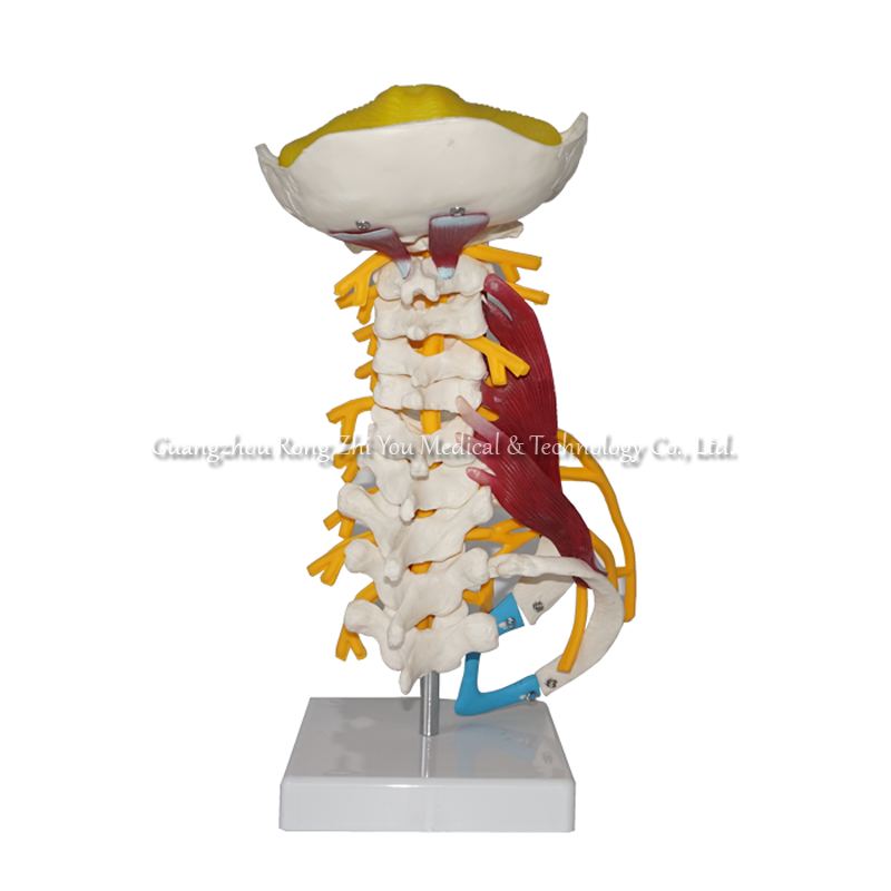 Life-size Cervical Model