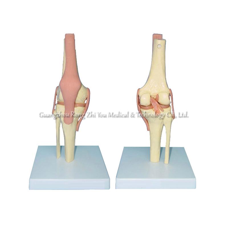 Knee Skeleton Model