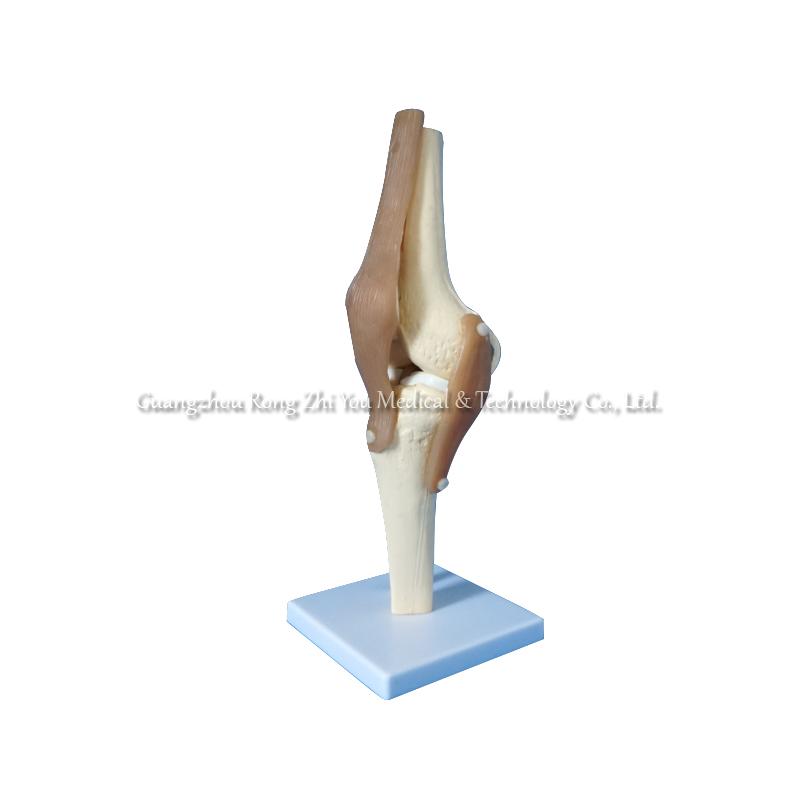 Knee Skeleton Model