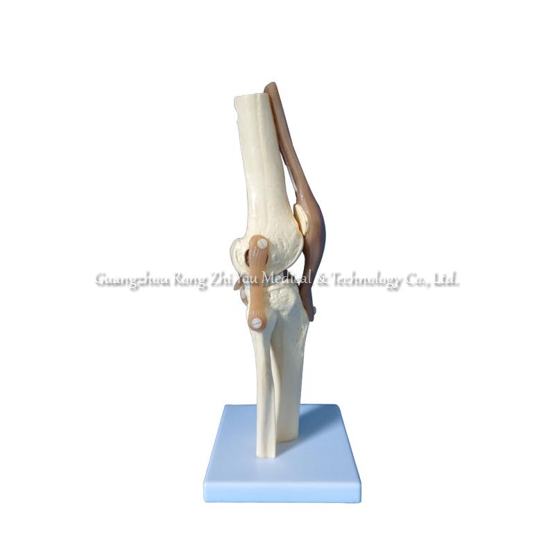 Knee Skeleton Model