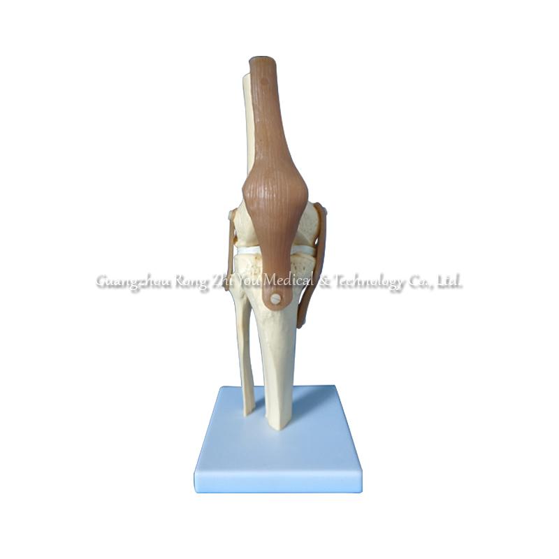 Knee Skeleton Model