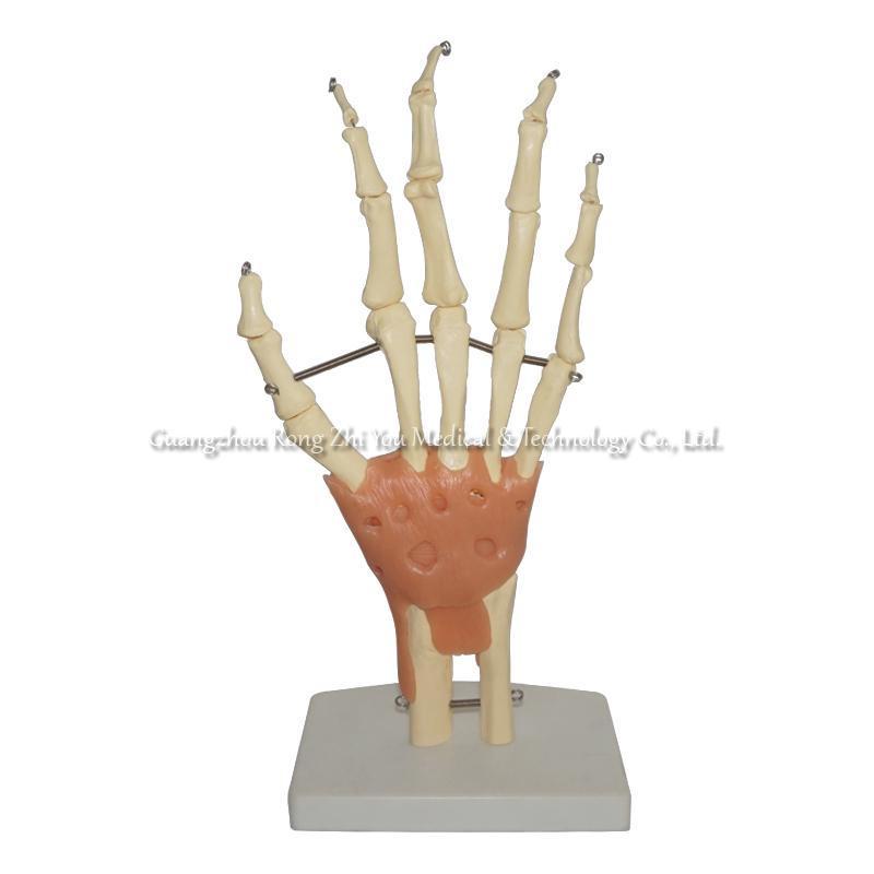 Human Hand Model
