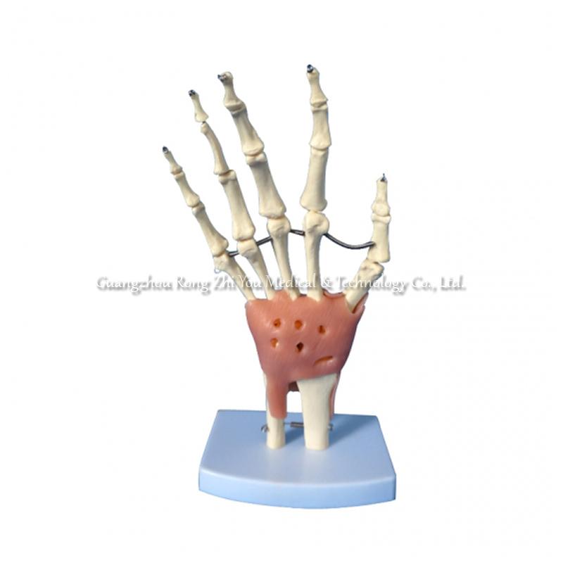 Human Hand Model