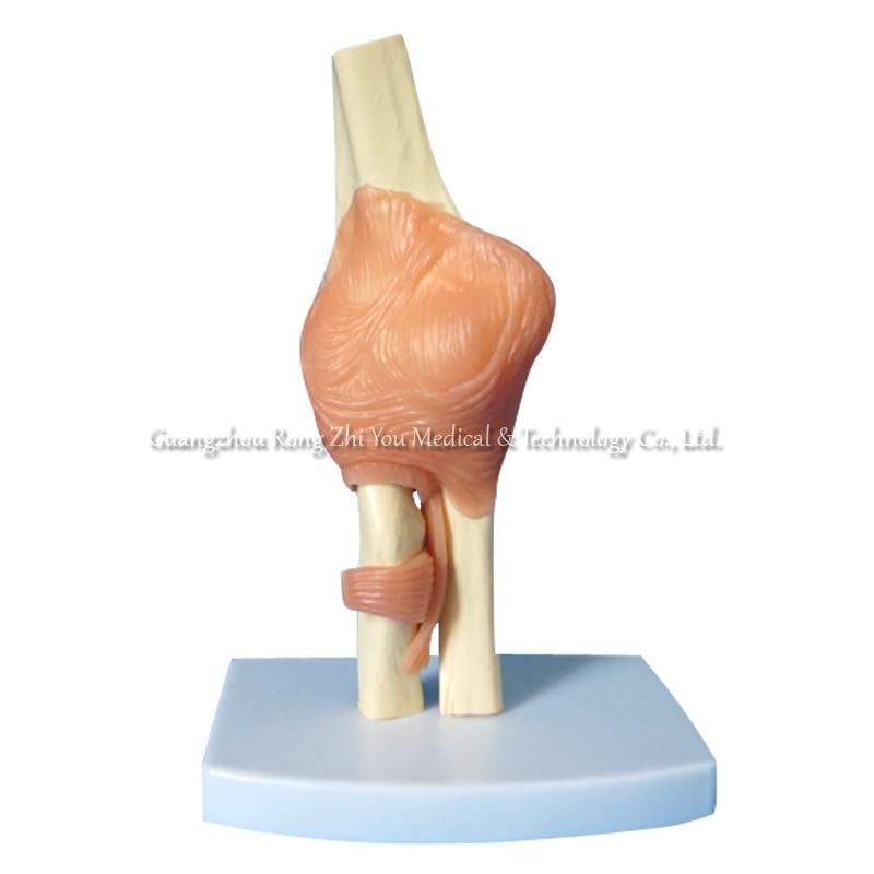 Elbow Joint Anatomical Model
