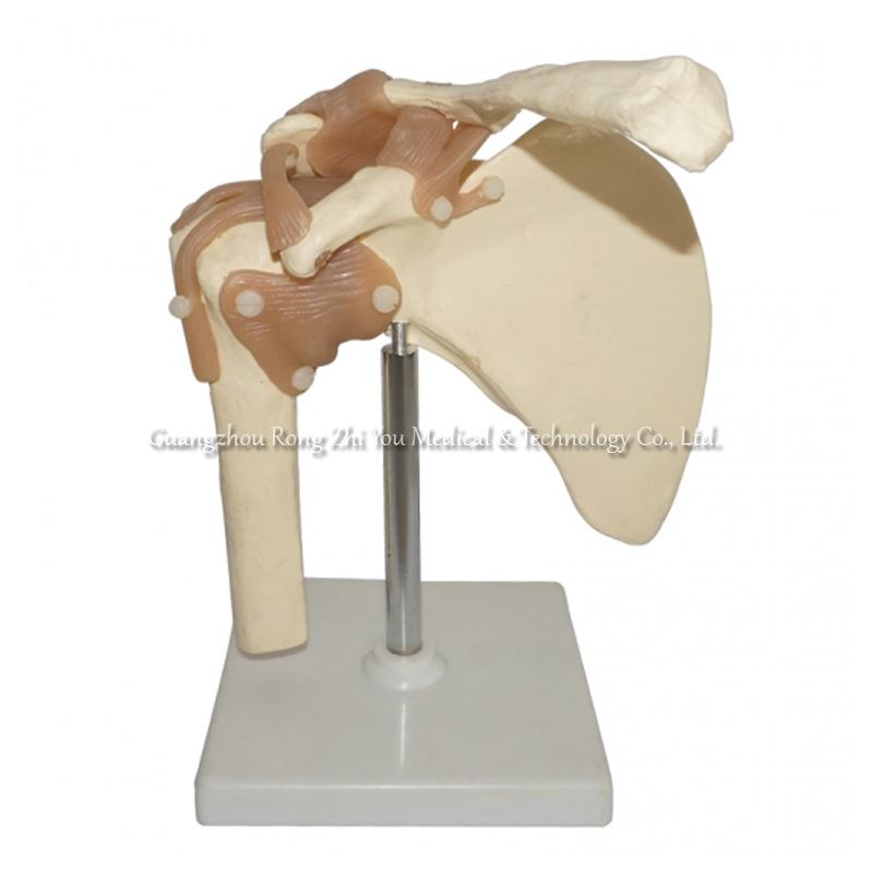 Shoulder Joint Model