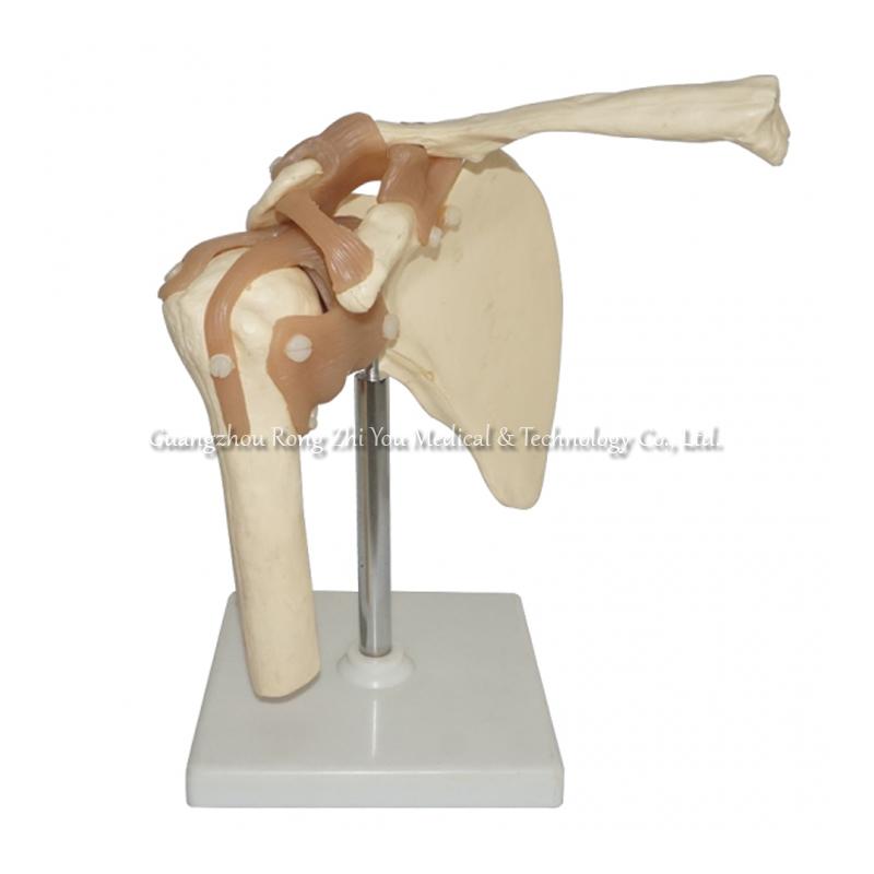 Shoulder Joint Model