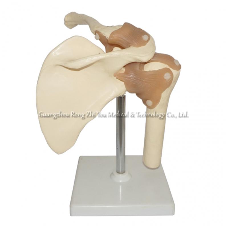 Shoulder Joint Model