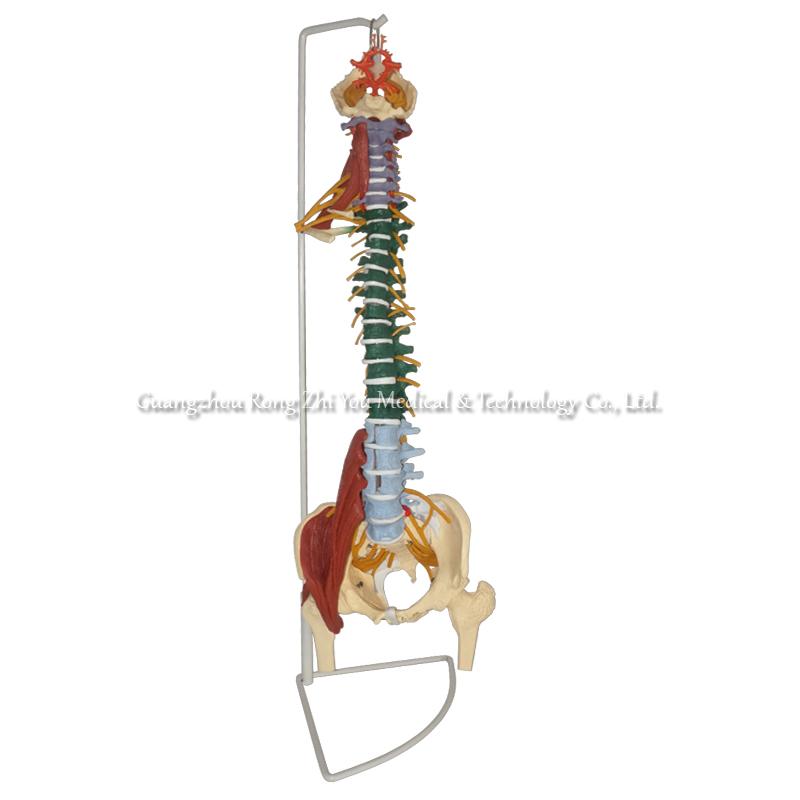 Model of Spine Anatomy