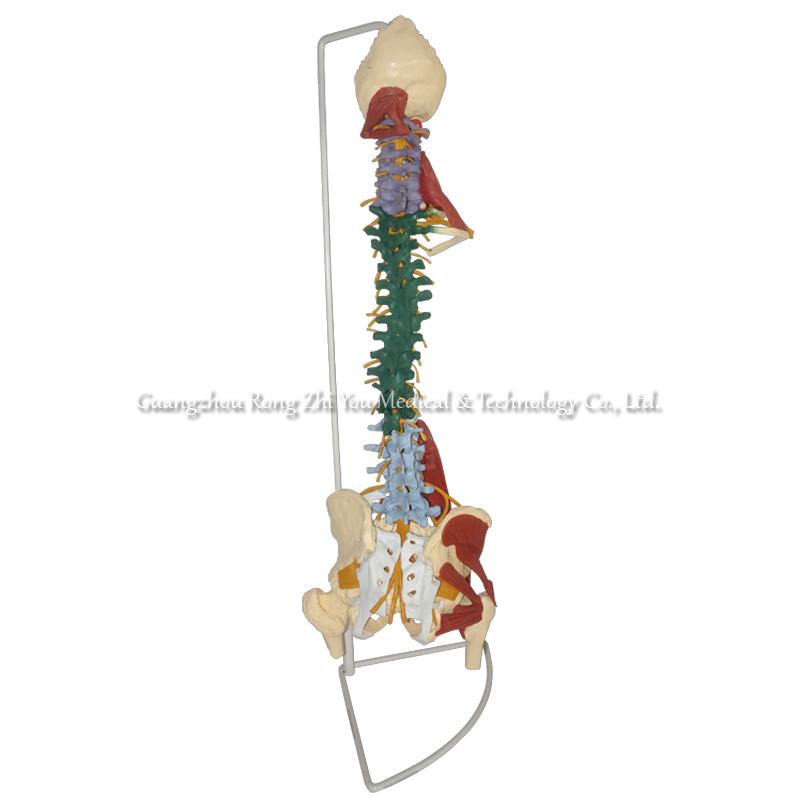 Model of Spine Anatomy