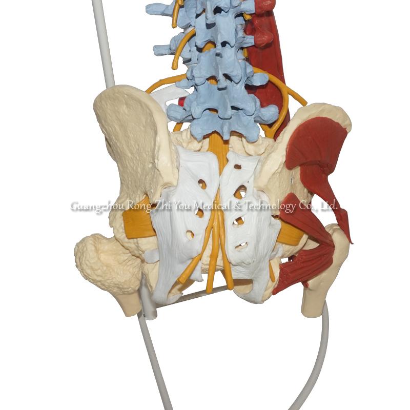 Model of Spine Anatomy