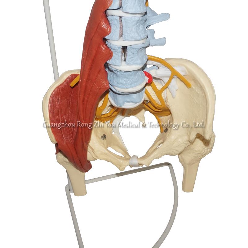 Model of Spine Anatomy