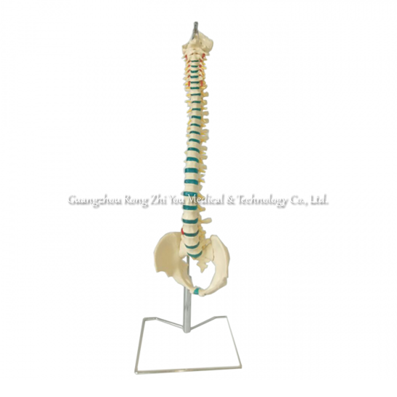 Human Spine Skeleton Anatomy Model