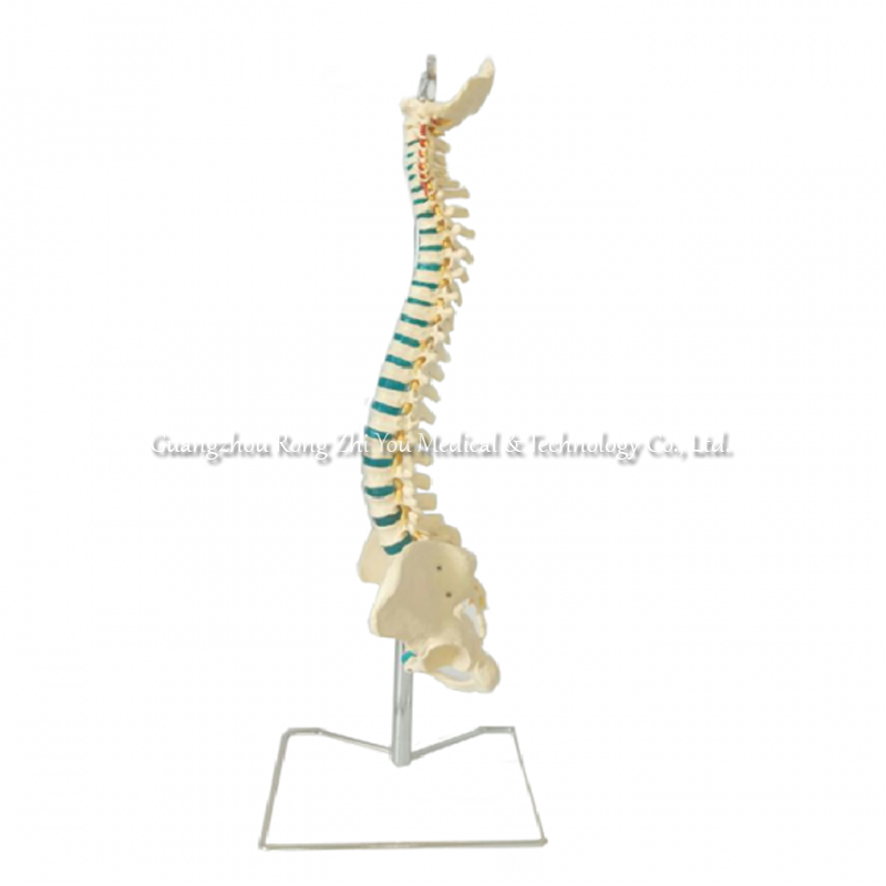 Human Spine Skeleton Anatomy Model