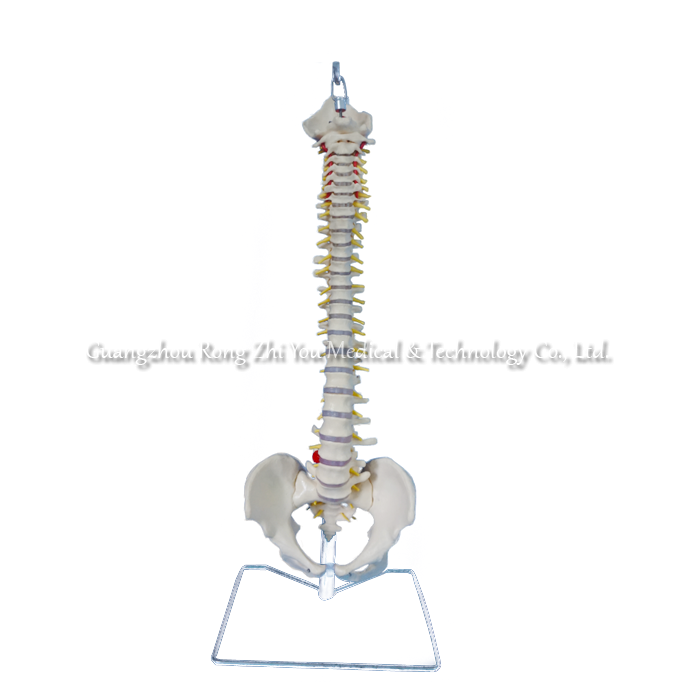 Flexible Vertebral Column