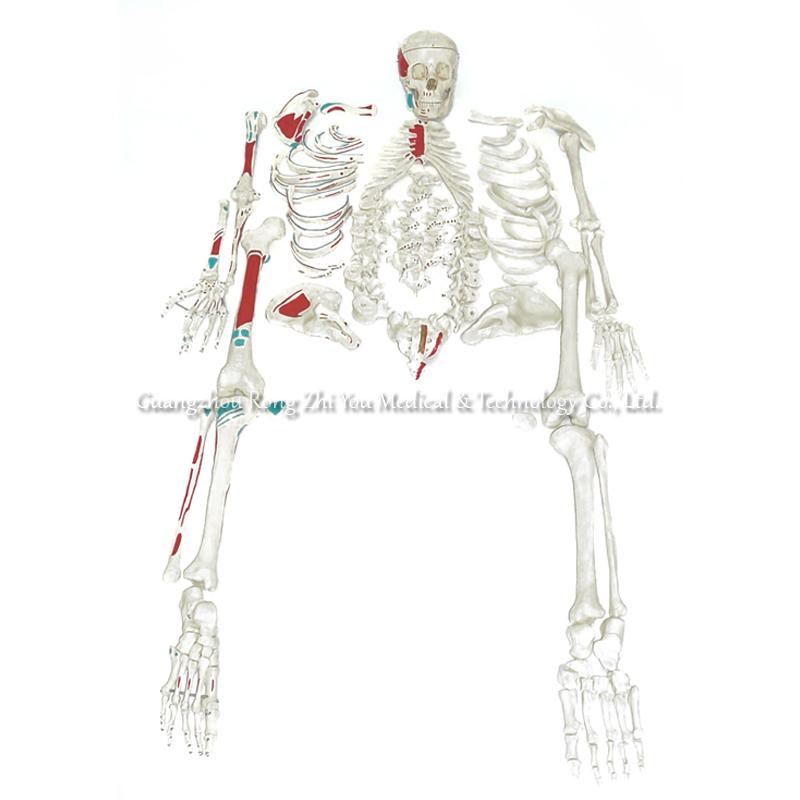 Disarticulated Skeleton Painted Disarticulated Skeleton Painted
