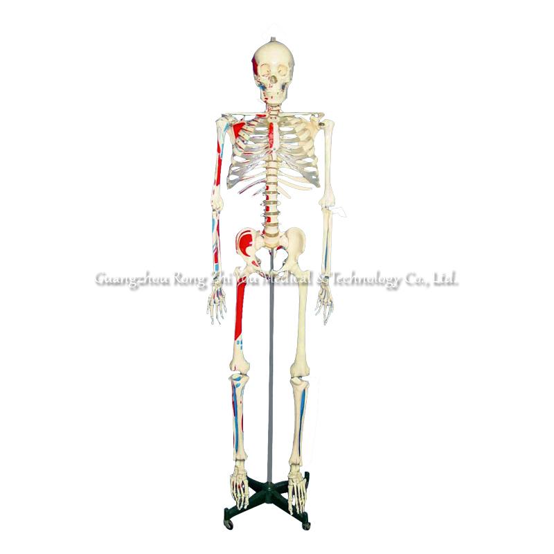 Human Skeleton Education Model