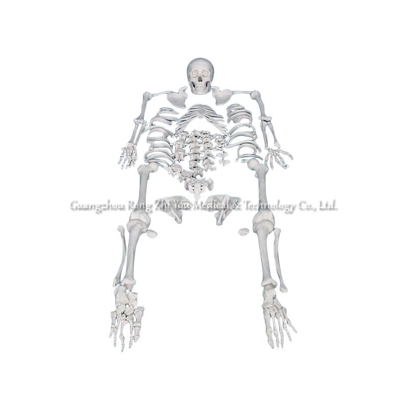 Disarticulated Human Skeleton