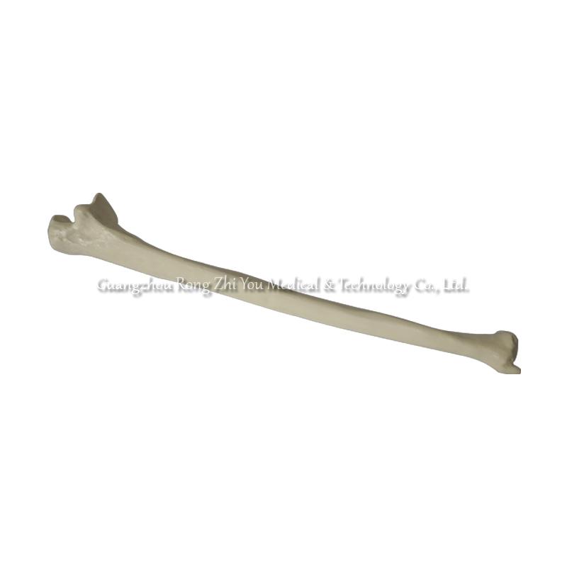 Medical Artificial Ulna Model