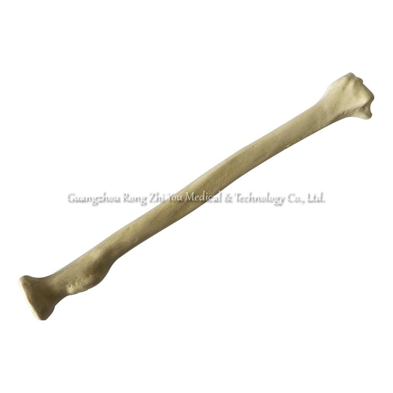Surgery Practice Bone Radius Surgery Practice Bone Radius