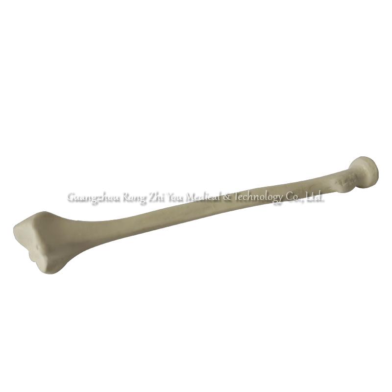 Surgery Practice Bone Radius Surgery Practice Bone Radius