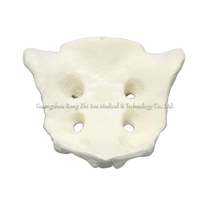 Bone Medical Sacrum Model