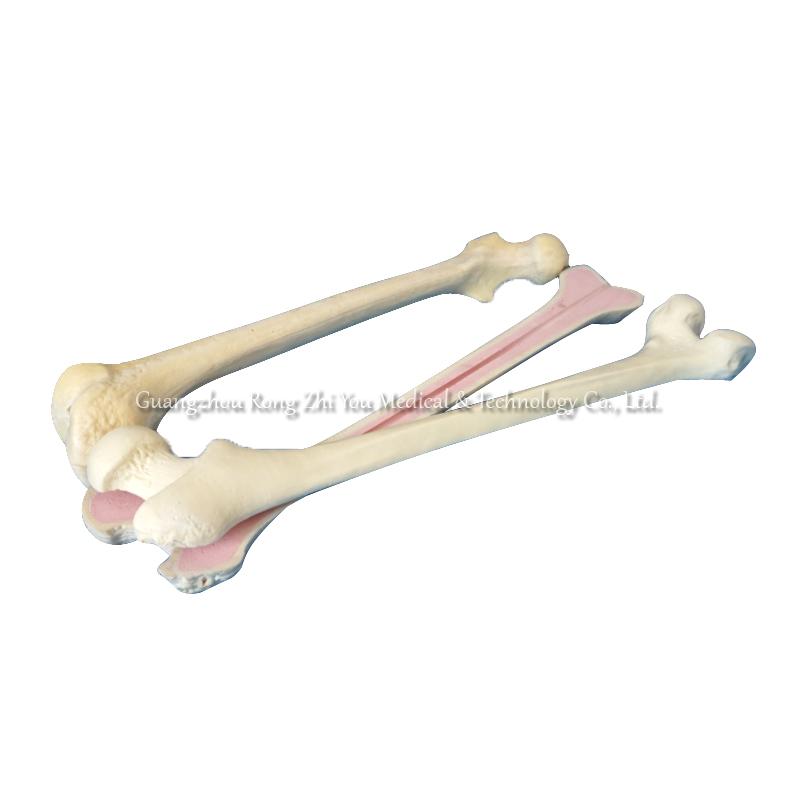 Surgery Practice Femur Model Surgery Practice Femur Model
