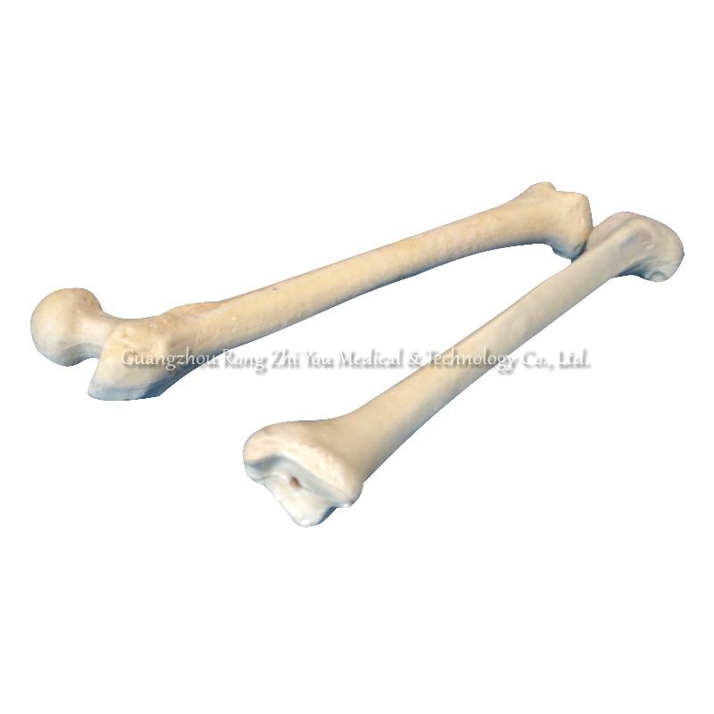 Surgery Practice Femur Model Surgery Practice Femur Model