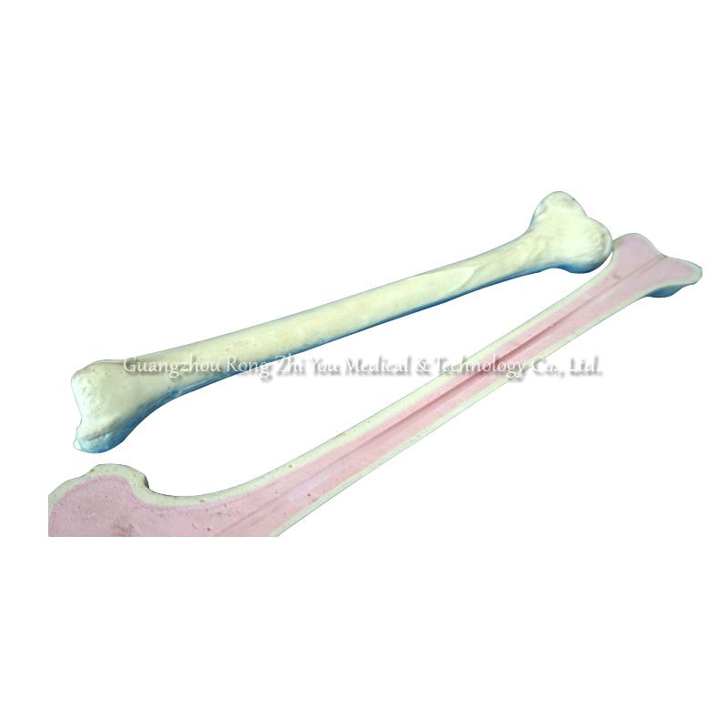 Tibia Bone for Doctor Teaching Tibia Bone for Doctor Teaching