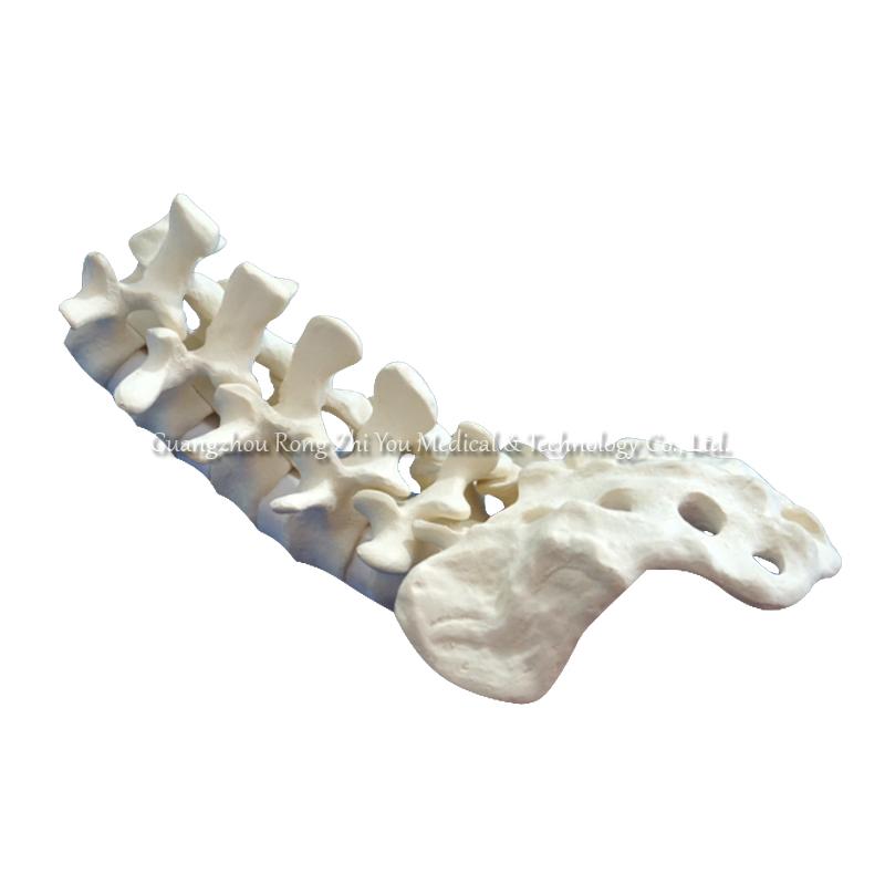 Lumbar Spine Anatomy Model