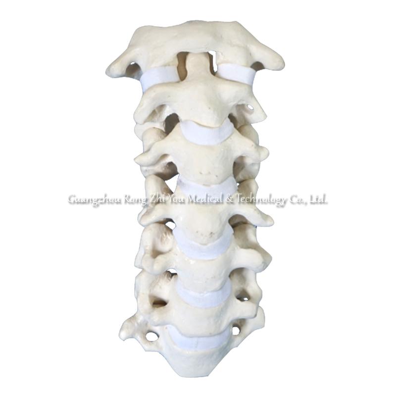 Spine-Cervical Training Model