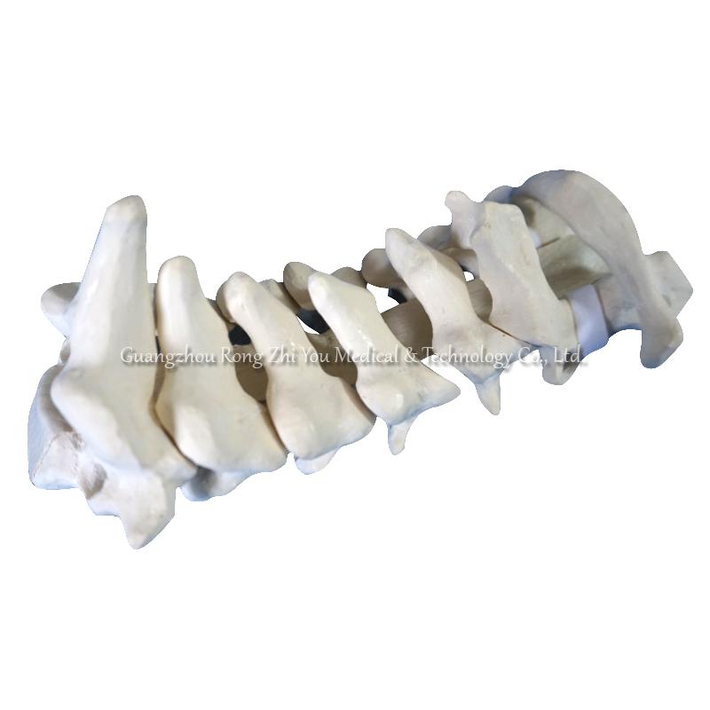 Spine-Cervical Training Model