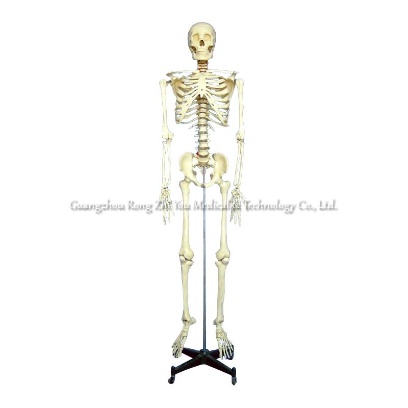Human skeleton model